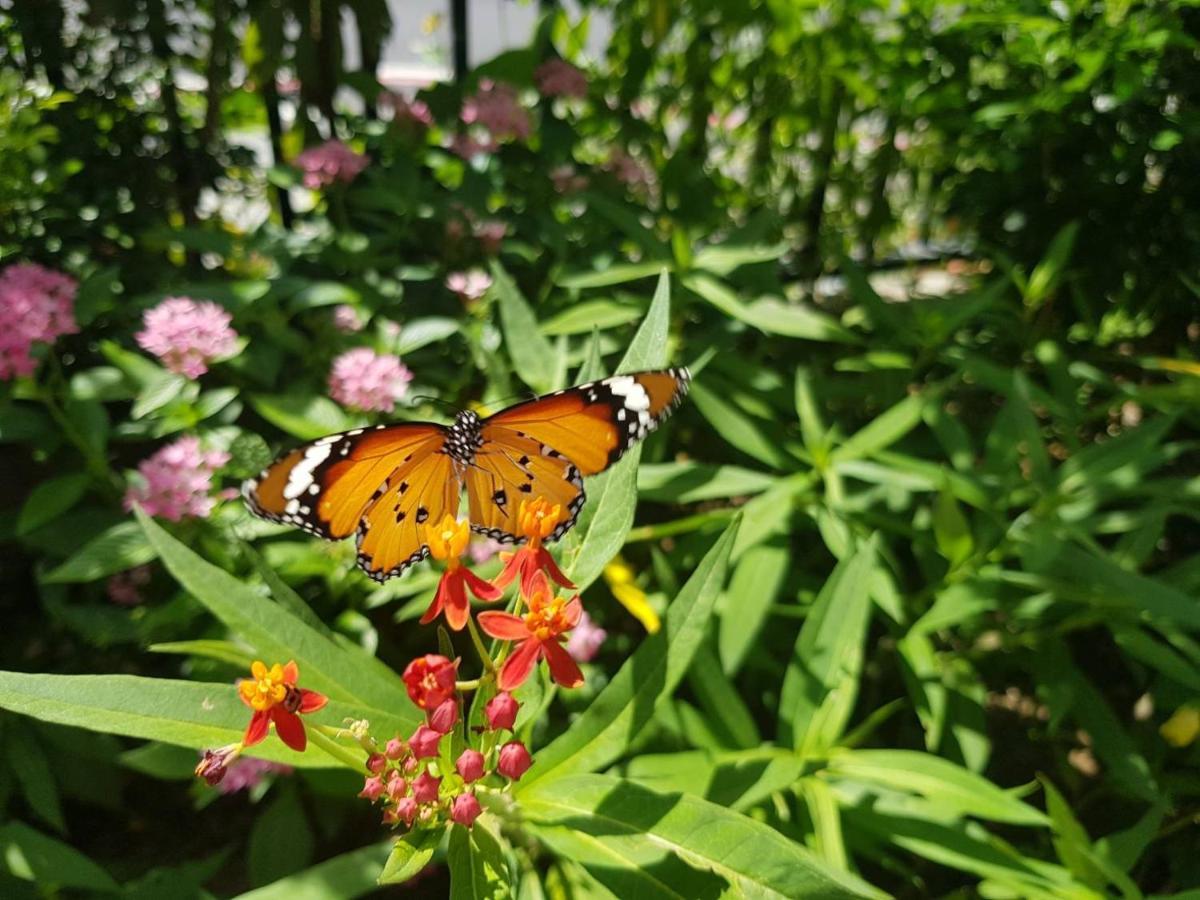 העיר העתיקה הנגצ'ון La Fleur Bnb & Restaurant מראה חיצוני תמונה